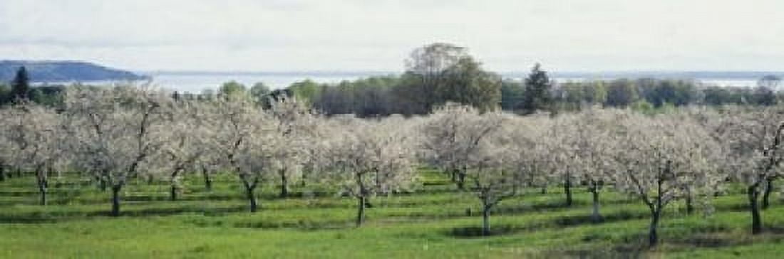 Cherry trees in an orchard Mission Peninsula Traverse City Michigan USA Canvas Art - Panoramic Images (18 x 6)