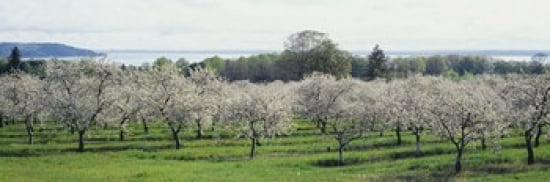 Cherry trees in an orchard Mission Peninsula Traverse City Michigan USA Canvas Art - Panoramic Images (36 x 12)