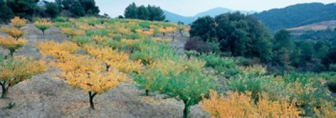 Cherry trees in an orchard Provence-Alpes-Cote dAzur France Canvas Art - Panoramic Images (36 x 13)