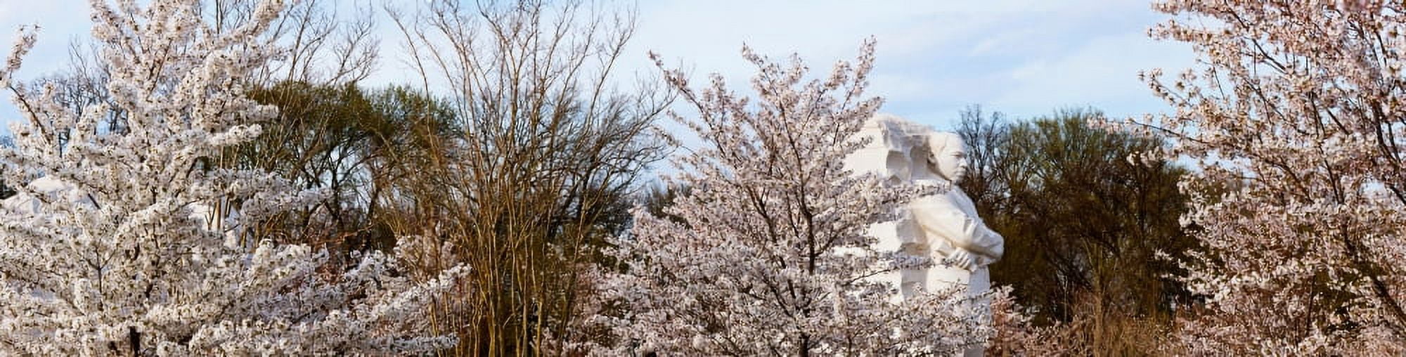 Cherry trees in front of a memorial Martin Luther King Jr National Memorial Washington DC USA Canvas Art - Panoramic Images (27 x 9)