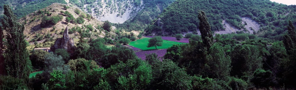 Cherry trees in lavender field Provence-Alpes-Cote dAzur France Canvas Art - Panoramic Images (27 x 9)