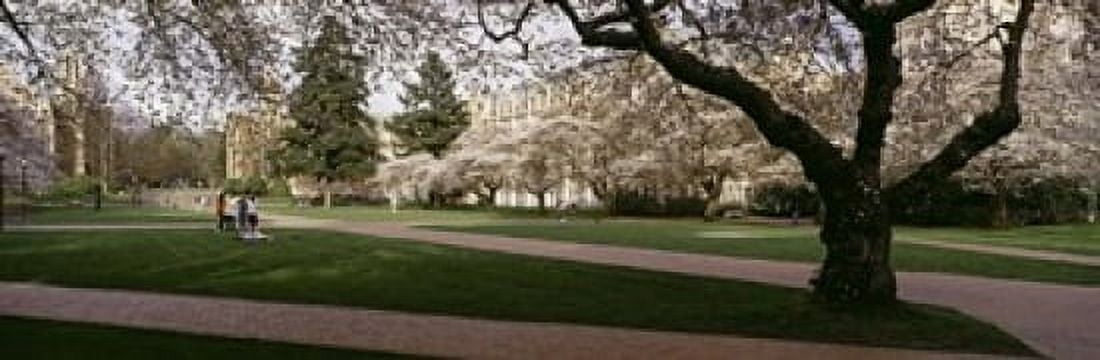 Cherry trees in the quad of a university University of Washington Seattle King County Washington State USA Canvas Art - Panoramic Images (18 x 6)