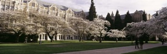Cherry trees in the quad of a university University of Washington Seattle King County Washington State USA Canvas Art - Panoramic Images (18 x 6)