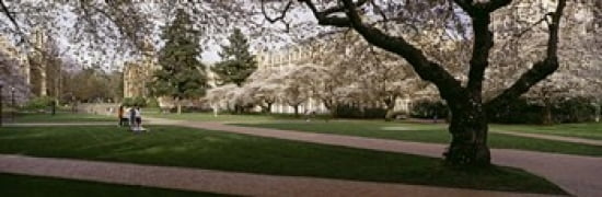 Cherry trees in the quad of a university University of Washington Seattle King County Washington State USA Canvas Art - Panoramic Images (36 x 12)