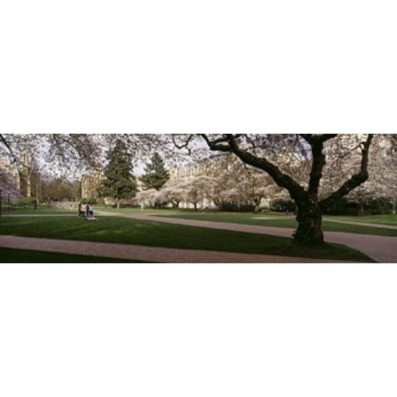 Cherry trees in the quad of a university University of Washington Seattle King County Washington State USA Canvas Art - Panoramic Images (36 x 12)