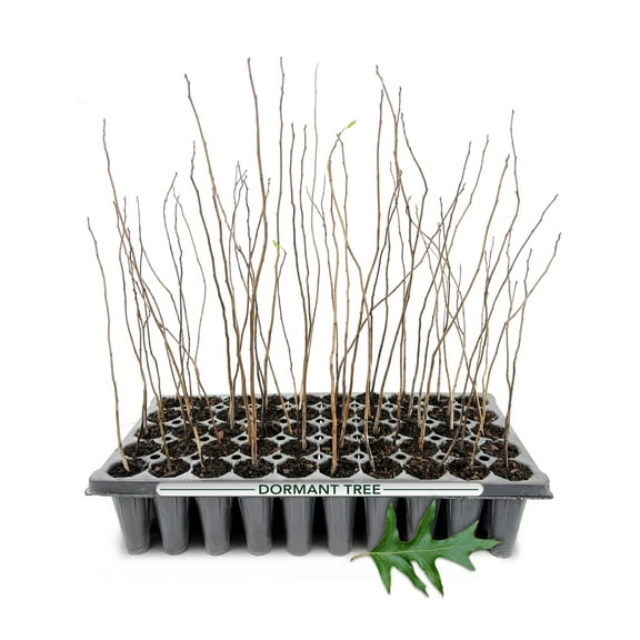 Cherrybark Oak Tree | 3 Live Plants | Quercus Pagoda | Fast-Growing Shade | Excellent for Hardwood Restoration & Wildlife