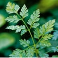 thumbnail image 1 of Chervil Great Garden Herb By Seed Kingdom Seeds, 1 of 1