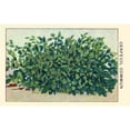 thumbnail image 1 of Cerfeuil Commun Poster Print by unknown (24 x 36), 1 of 3