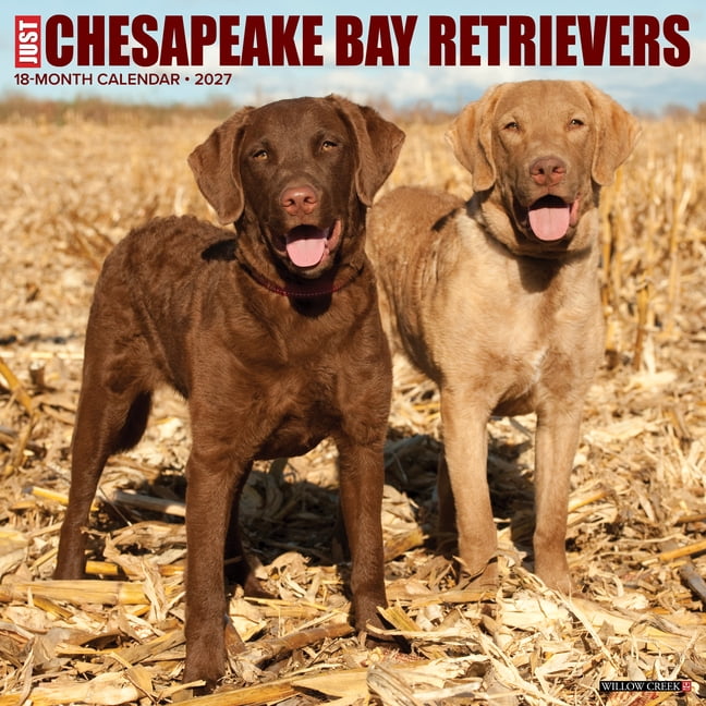 Chesapeake Bay Retrievers 2027 12 X 12 Wall Calendar, (Paperback)