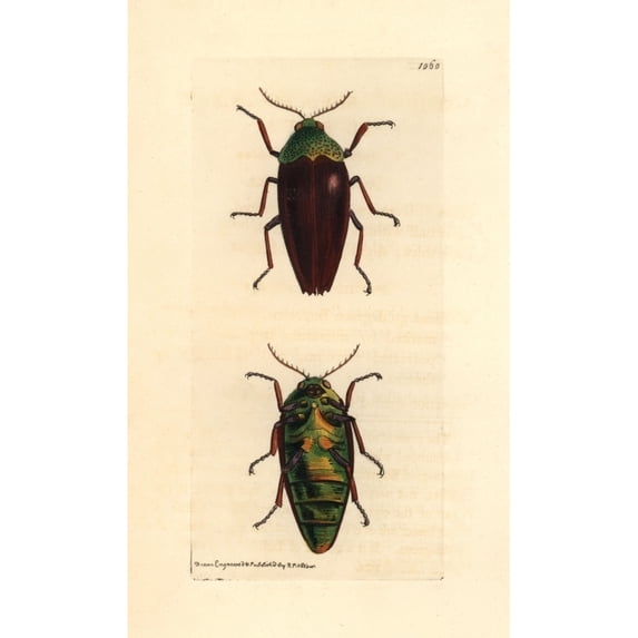 Chesnut Shelled Indian Buprestis Buprestis Chrysis Poster Print By ?? Florilegius Mary Evans