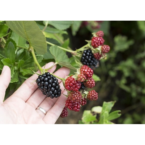 Chester BlackBerry Plant - Live Plant in a 2 Inch Pot - Rubus - Fruit Trees for The Patio and Garden