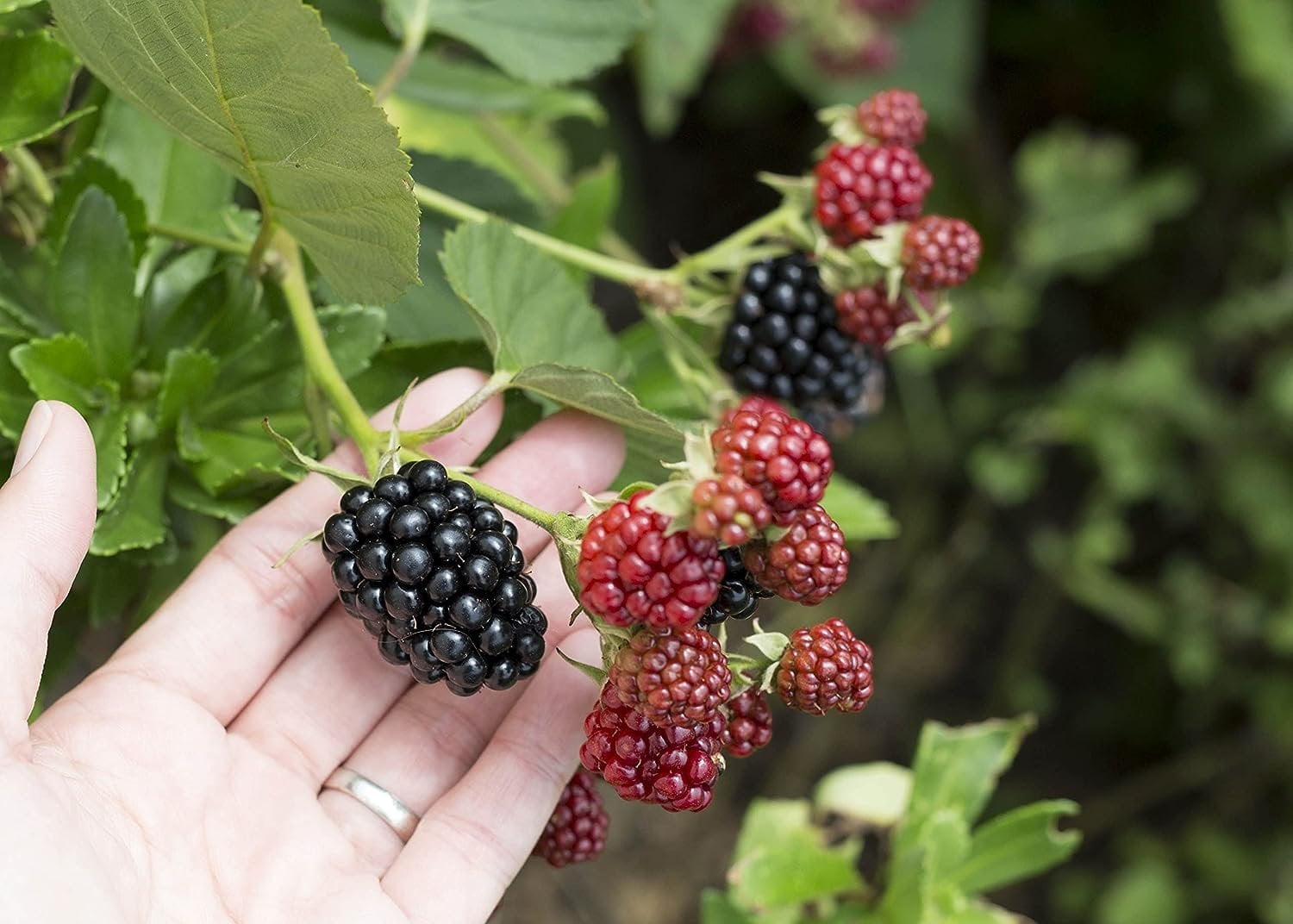 Chester BlackBerry Plant Live Plant in a 2 Inch Pot Rubus Fruit