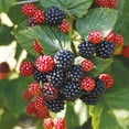 thumbnail image 1 of Chester Thornless Blackberry Plant - 3.25" Pot, 1 of 4