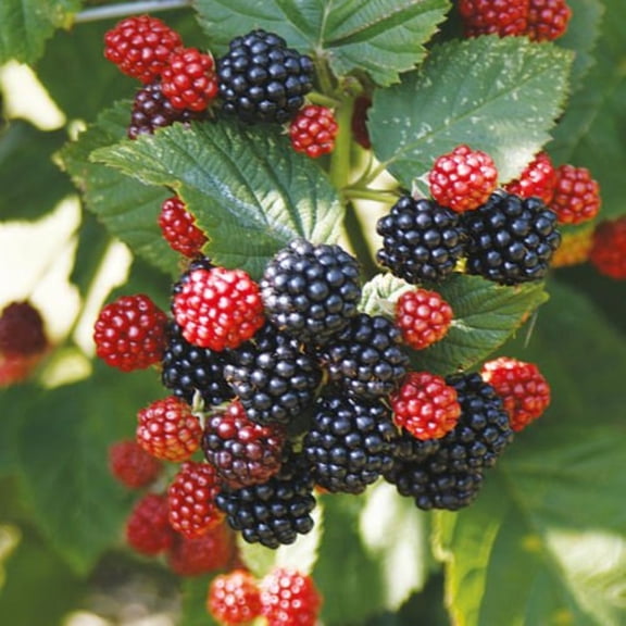 Chester Thornless Blackberry Plant - 3.25" Pot