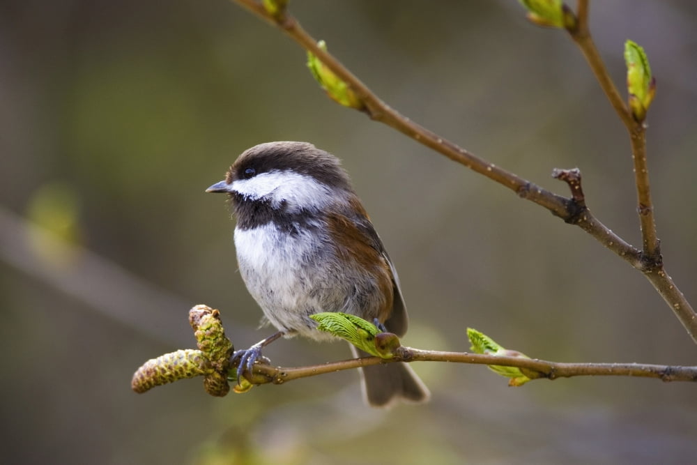 Chestnut Backed Chickadee Perched On Branch On Fox Island Near Seward Kenai Fjords Spring Kenai Peninisula Alaska Canvas Art - John Delapp Design Pics (38 x 24)