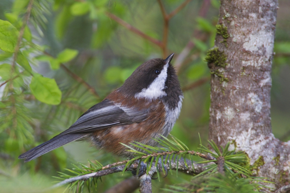 Chestnut-Backed Chickadee Perched On A Spruce Branch Along The Copper River Delta Cordova Southcentral Alaska Spring Canvas Art - Milo Burcham Design Pics (19 x 12)