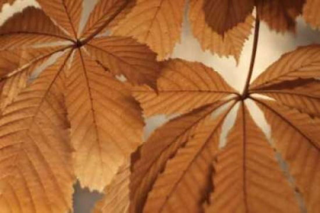Chestnut Leaves Duet I Brown Canvas Art - Vitaly Geyman (12 x 18)