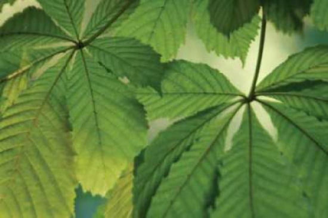 Chestnut Leaves Duet I Green Canvas Art - Vitaly Geyman (24 x 36)