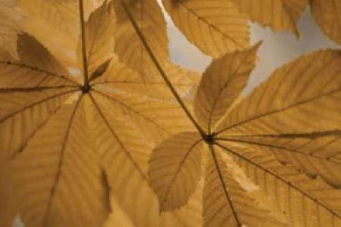 Chestnut Leaves Duet II Brown Canvas Art - Vitaly Geyman (24 x 36)