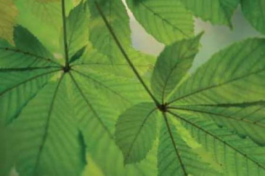 Chestnut Leaves Duet II Green Canvas Art - Vitaly Geyman (12 x 18)
