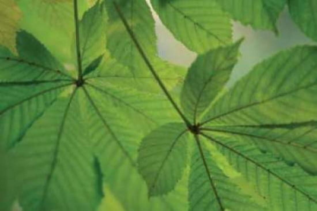 Chestnut Leaves Duet II Green Canvas Art - Vitaly Geyman (24 x 36)