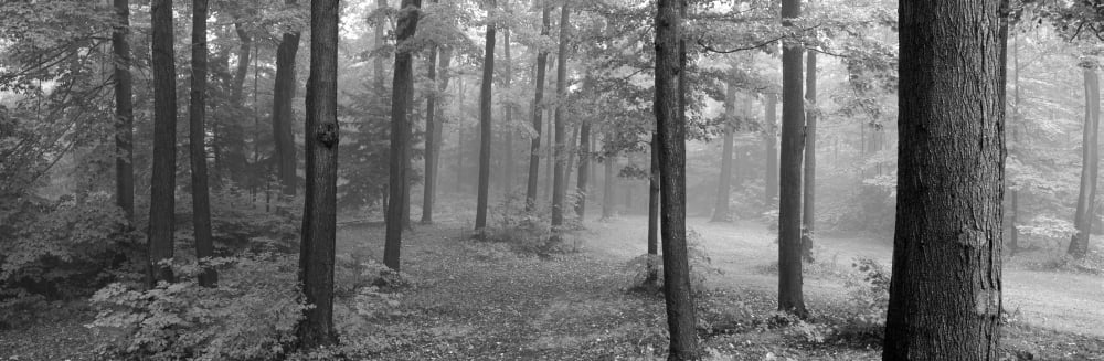 Chestnut Ridge Park Orchard Park New York State USA Canvas Art - Panoramic Images (12 x 36)