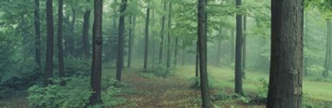 Chestnut Ridge Park Orchard Park New York State USA Canvas Art - Panoramic Images (18 x 6)