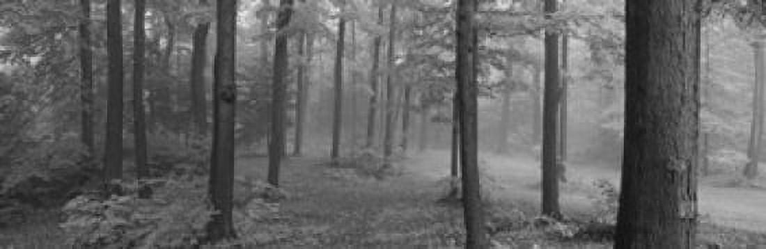 Chestnut Ridge Park Orchard Park New York State USA Canvas Art - Panoramic Images (18 x 6)