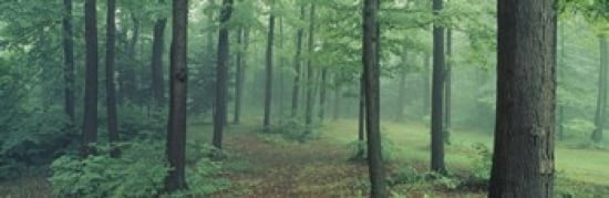 Chestnut Ridge Park Orchard Park New York State USA Canvas Art - Panoramic Images (36 x 12)