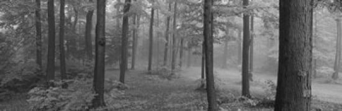 Chestnut Ridge Park Orchard Park New York State USA Canvas Art - Panoramic Images (36 x 12)