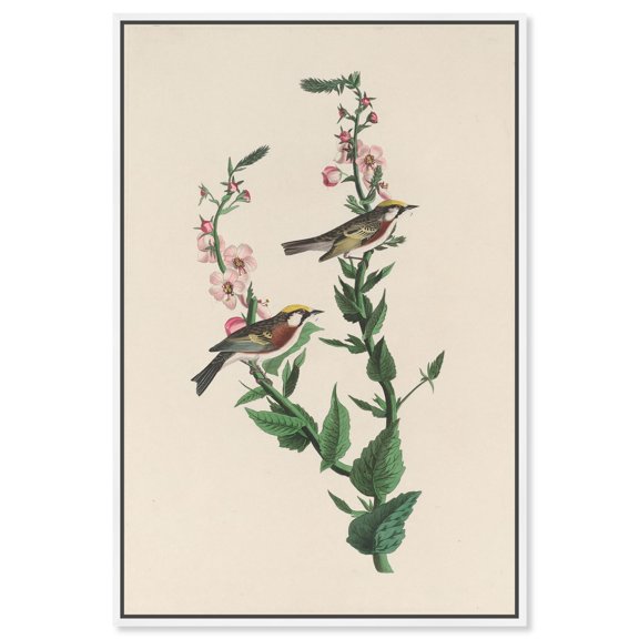 Chestnut Streak Canvas Print Botanical Art by Art Remedy, White Frame, 10 x 15