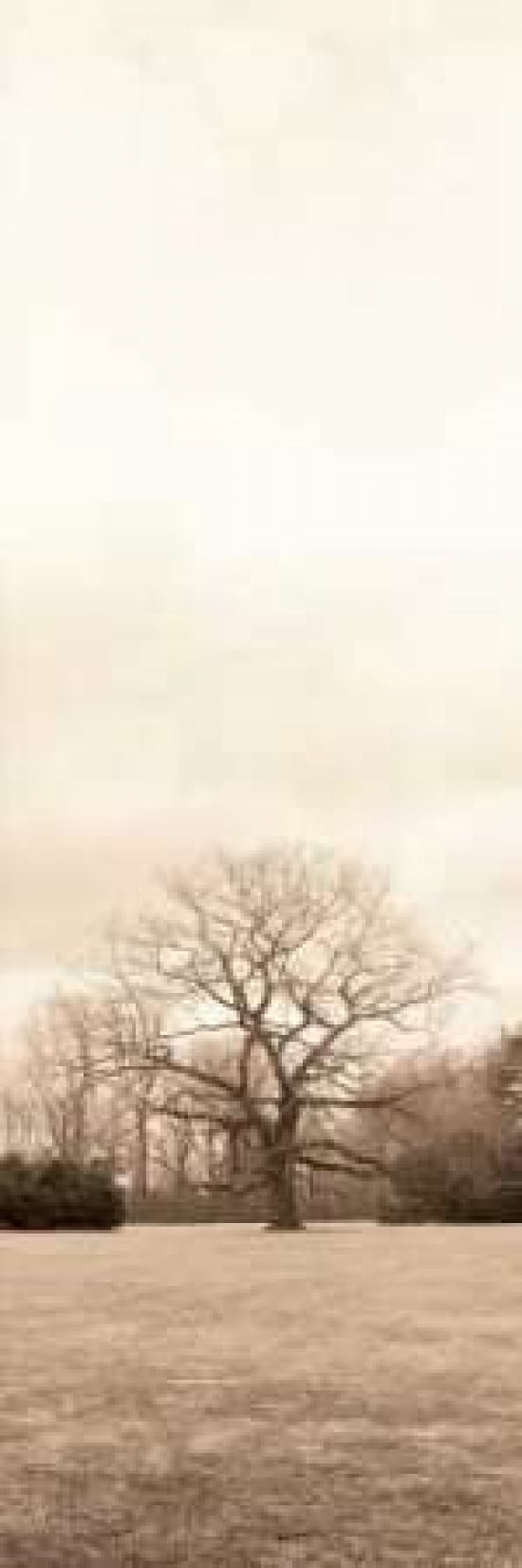 Chestnut Tree Canvas Art - Alan Blaustein (8 x 24)