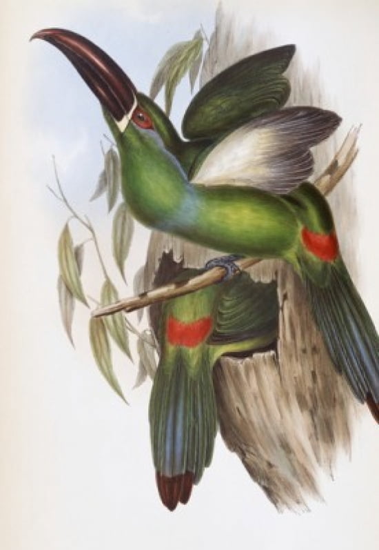 Chestnut-billed Groove-bill (Toucan) John Gould (1804-1881 British) Canvas Art - John Gould (18 x 24)