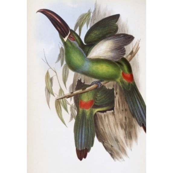 Chestnut-billed Groove-bill (Toucan) John Gould (1804-1881 British) Poster Print (24 x 36)