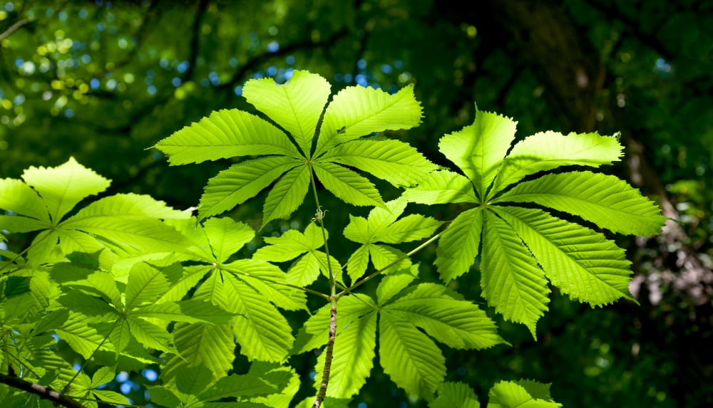Chestnut leaves in springtime Baden-Wurttemberg Germany Canvas Art - Panoramic Images (21 x 12)