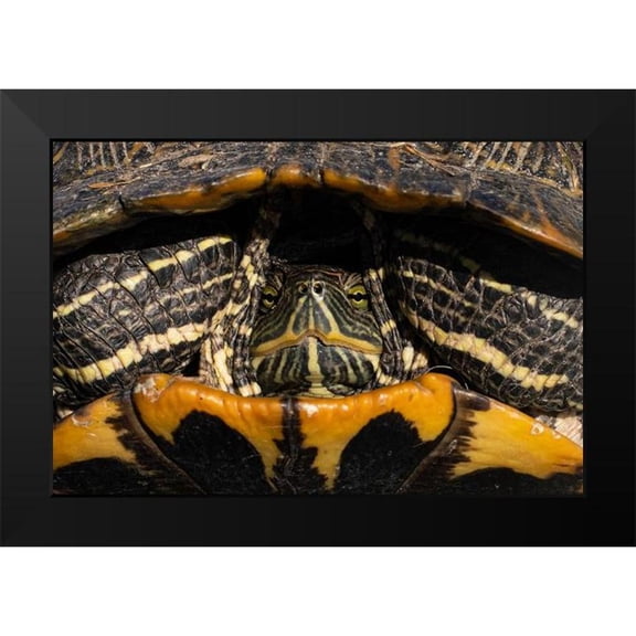 Cheung, Lance 14x11 Black Modern Framed Museum Art Print Titled - Red-eared Slider Turtle in San Antonio-Texas