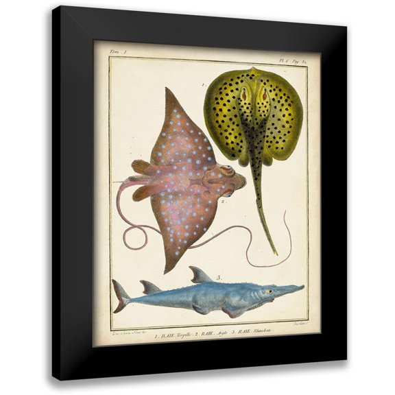 Chevillet 20x24 Black Modern Framed Museum Art Print Titled - Antique Rays and Fish II