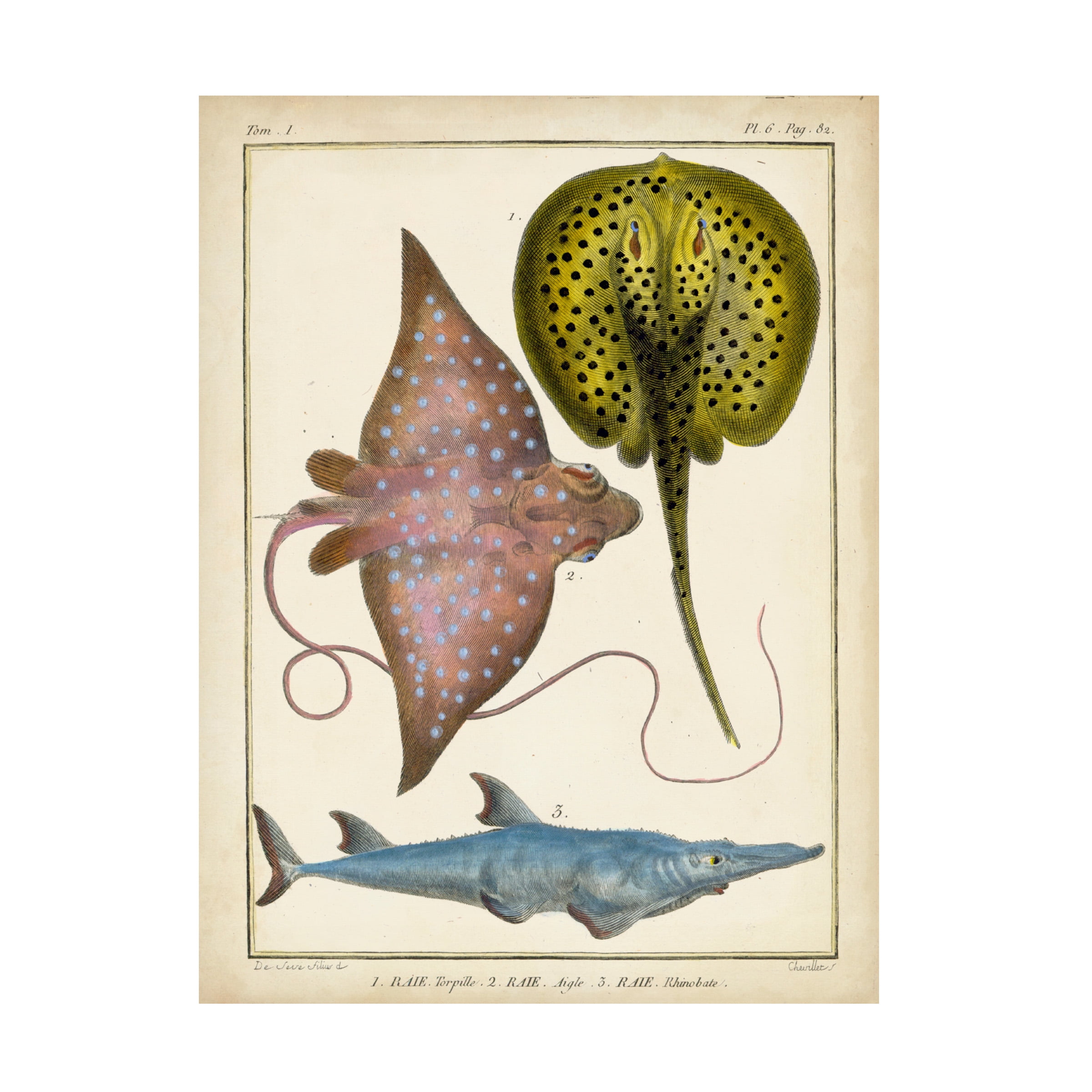 Antique Sea Creatures Gallery-Wrapped Canvas Art, 14 x 19
