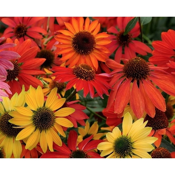 Cheyenne Spirit Coneflower Plant - Echinacea - Quart Pot