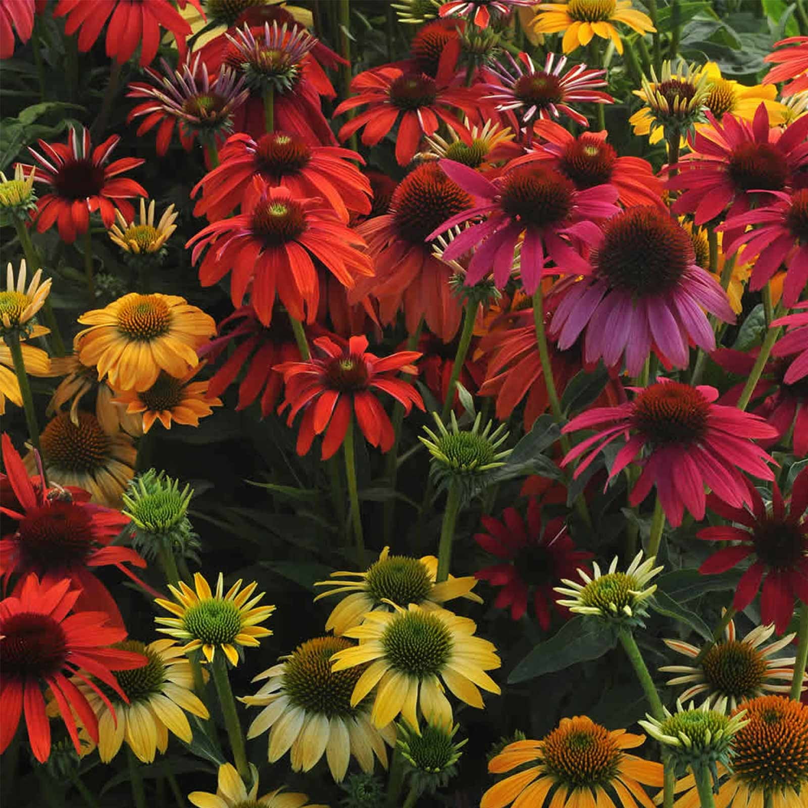 Cheyenne Spirit Echinacea Flower Garden Seeds (Purple Coneflower) - 100 Seeds - Perennial Flower Gardening Seed - Echinacea purpurea