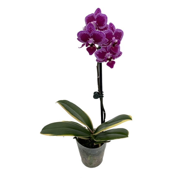 Chia E Yenlin Phalaenopsis 'Variegata' Orchid - Variegated Leaves - 3.5" Pot