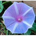 thumbnail image 1 of Chiaki Youjiro Series Japanese Ipomoea Huge Morning Glory Premium Seed Packet, 1 of 1