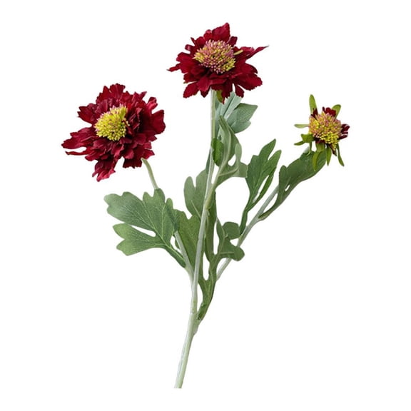 Chic Scabiosa Flower Bouquets: Timeless Elegance For Effortless Home Decor!