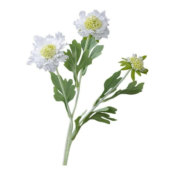 Chic Scabiosa Flower Bouquets: Timeless Elegance For Effortless Home Decor!