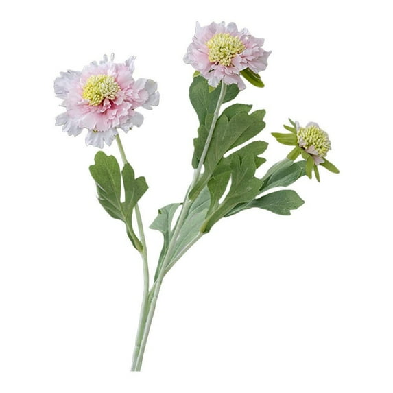 Chic Scabiosa Flower Bouquets: Timeless Elegance For Effortless Home Decor!