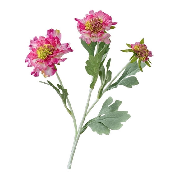 Chic Scabiosa Flower Bouquets: Timeless Elegance for Effortless Home Decor!