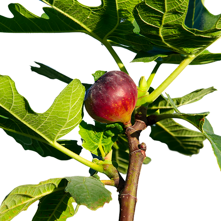 Chicago Cold Hardy Fig Tree Live Fruit Tree, for Home Garden Use