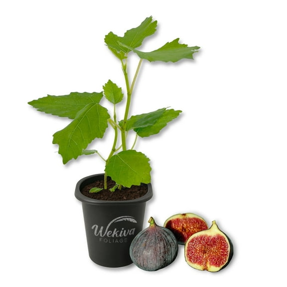 Chicago Hardy Fig Tree - 1 Live Starter Plant - Ficus Carica - Edible Fruit Tree for The Patio and Garden