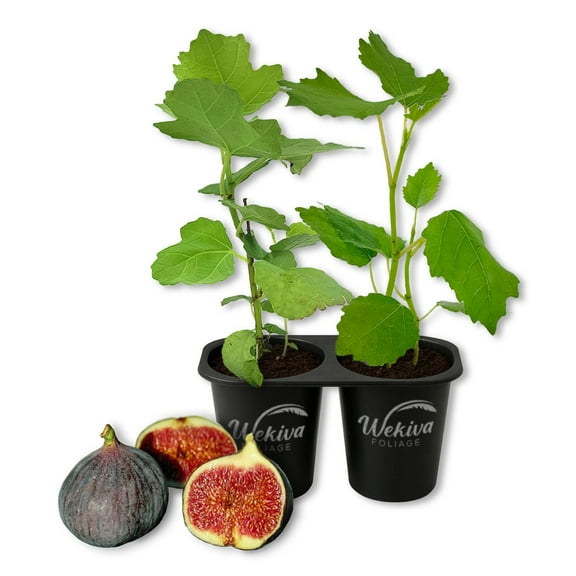 Chicago Hardy Fig Tree - 2 Live Starter Plants - Ficus Carica - Edible Fruit Tree for The Patio and Garden