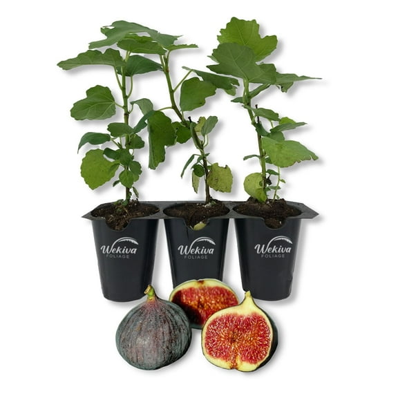 Chicago Hardy Fig Tree - 3 Live Tissue Culture Starter Plants - Ficus Carica - Edible Fruit Tree for The Patio and Garden